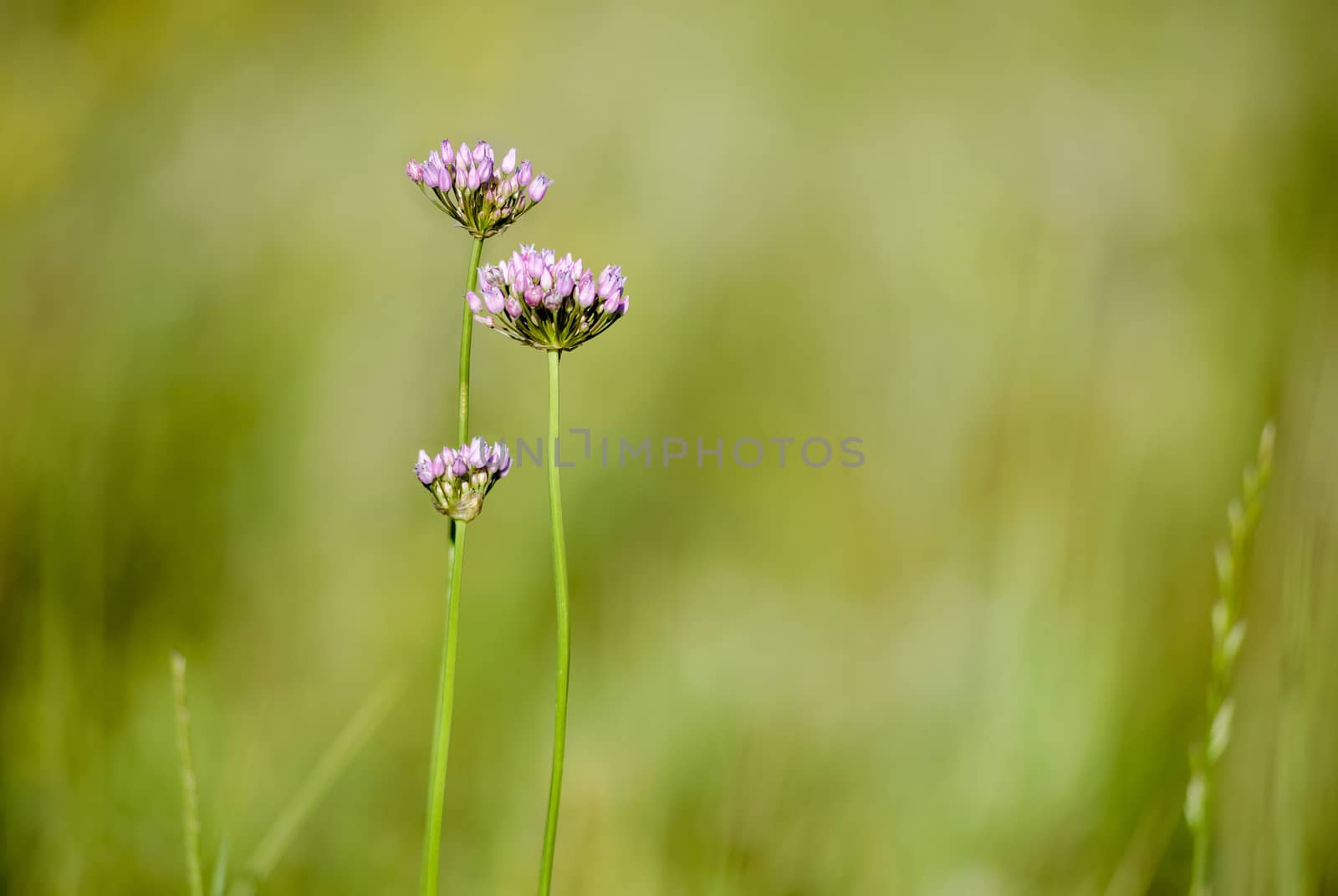 Alium Flower in the meadow by MaxalTamor