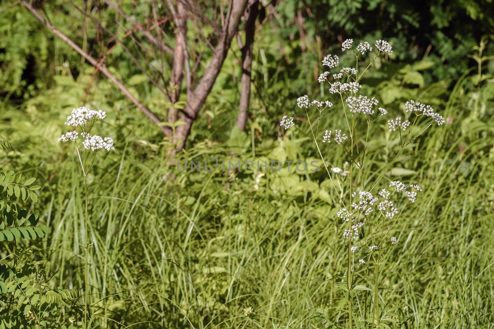 The white flowers of Valeriana officinalis grow under the summer sun in its wild natural environment