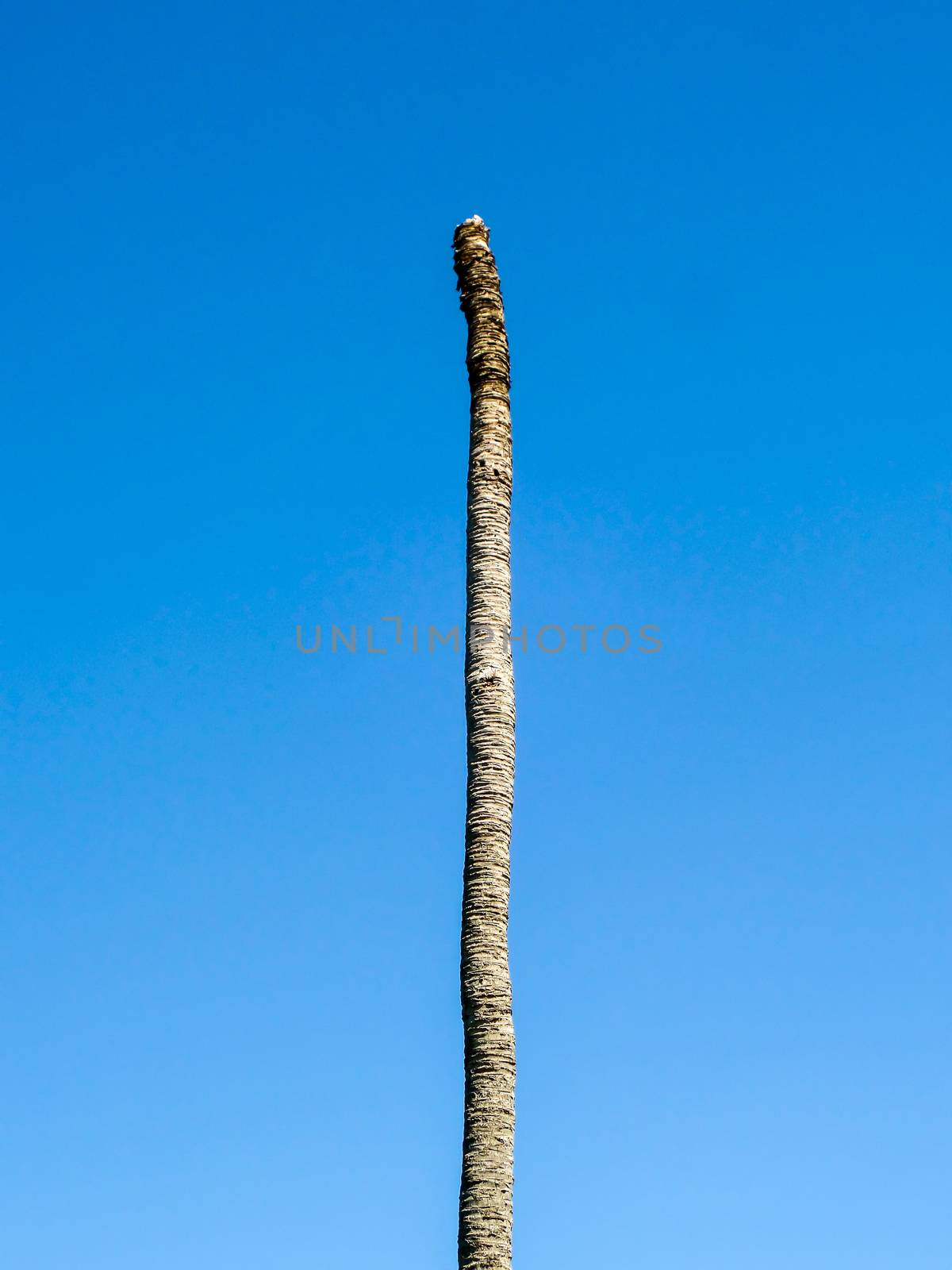 Dead coconut in blue sky at garden