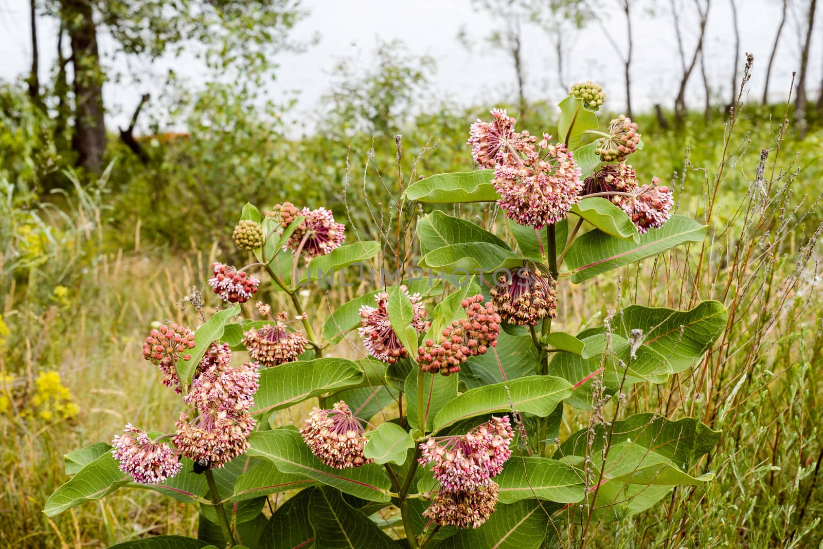 Pink and white Asclepias syriaca flowers and buds, also known as Milkweed or silkweed, with  foraging bees, in the meadow close to the Dnieper river in Kiev, Ukraine, under the warm summer sun