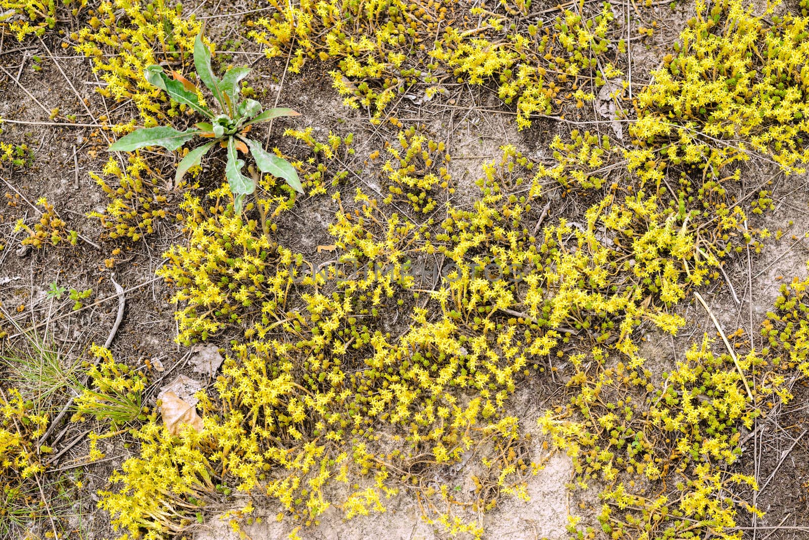 The Sedum acre, commonly known as the goldmoss stonecrop, mossy stonecrop, goldmoss sedum, biting stonecrop, and wallpepper, is a perennial flowering plant from the Crassulaceae family