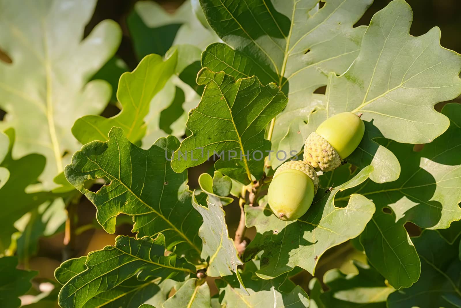 Macro of green acorn on a green oak tree under the warm summer sun