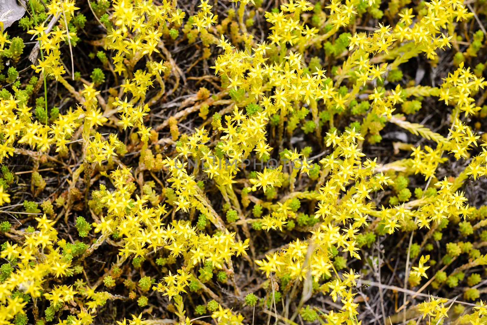 Sedum Acre Flowers by MaxalTamor