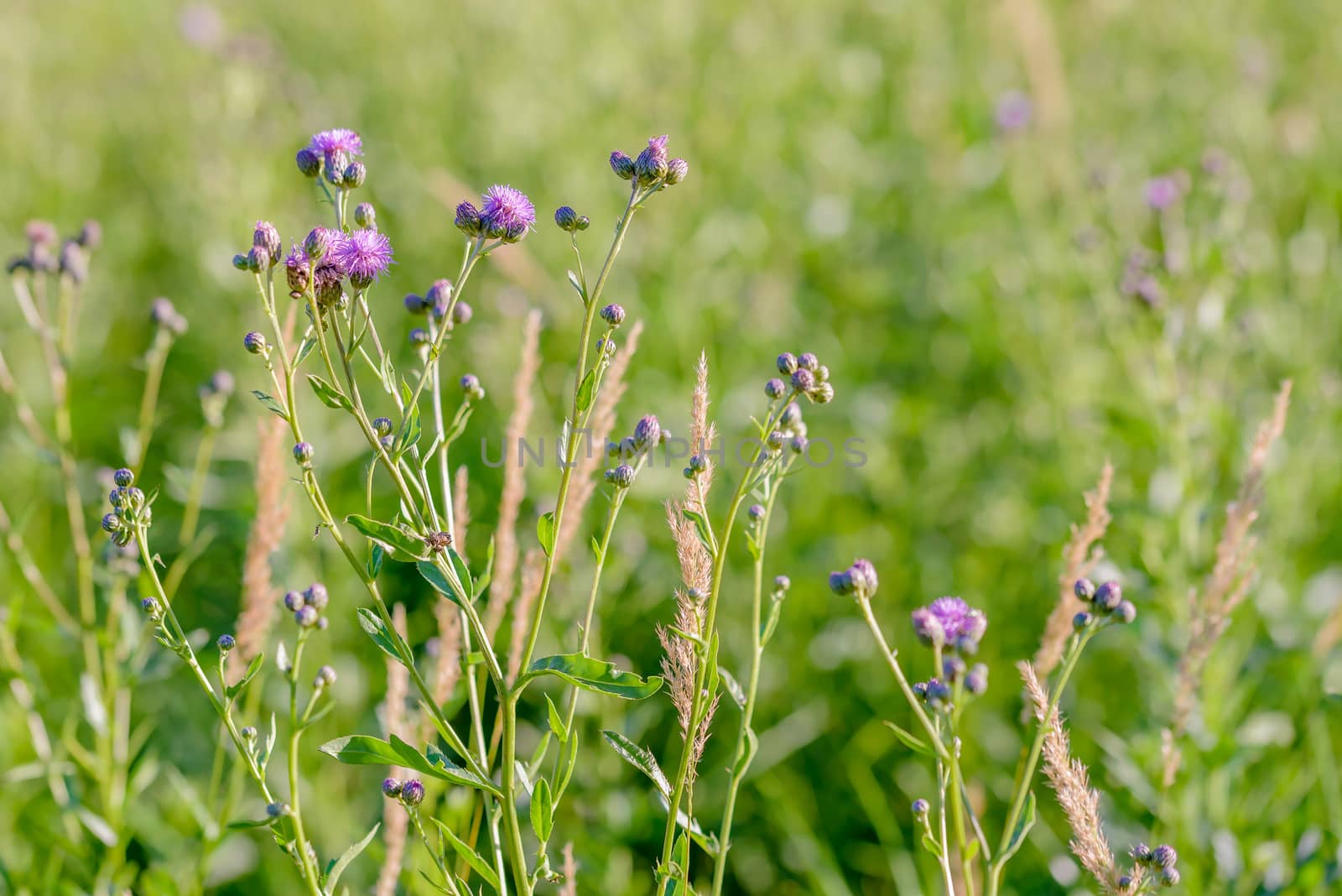 A Centaurea Scabiosa flower with buds,  also known as  greater knapweed, is growing in the meadow close to the Dnieper River in Kiev, Ukraine, under the warm summer sun