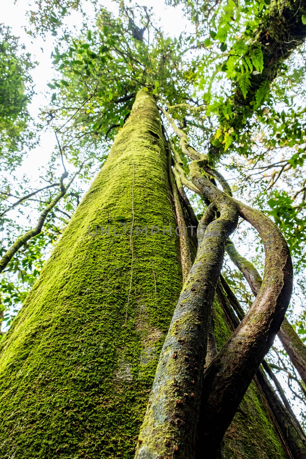 Hugh tree in a rain forest in Chiangmai, Thailand. Environment conservation concept.