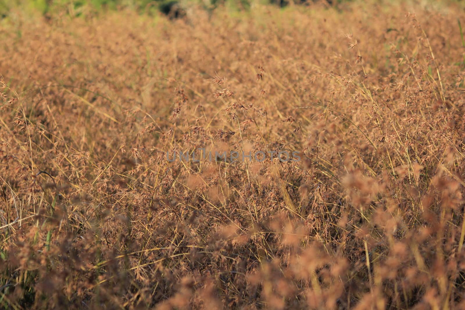 Summer meadows are dry  in nature