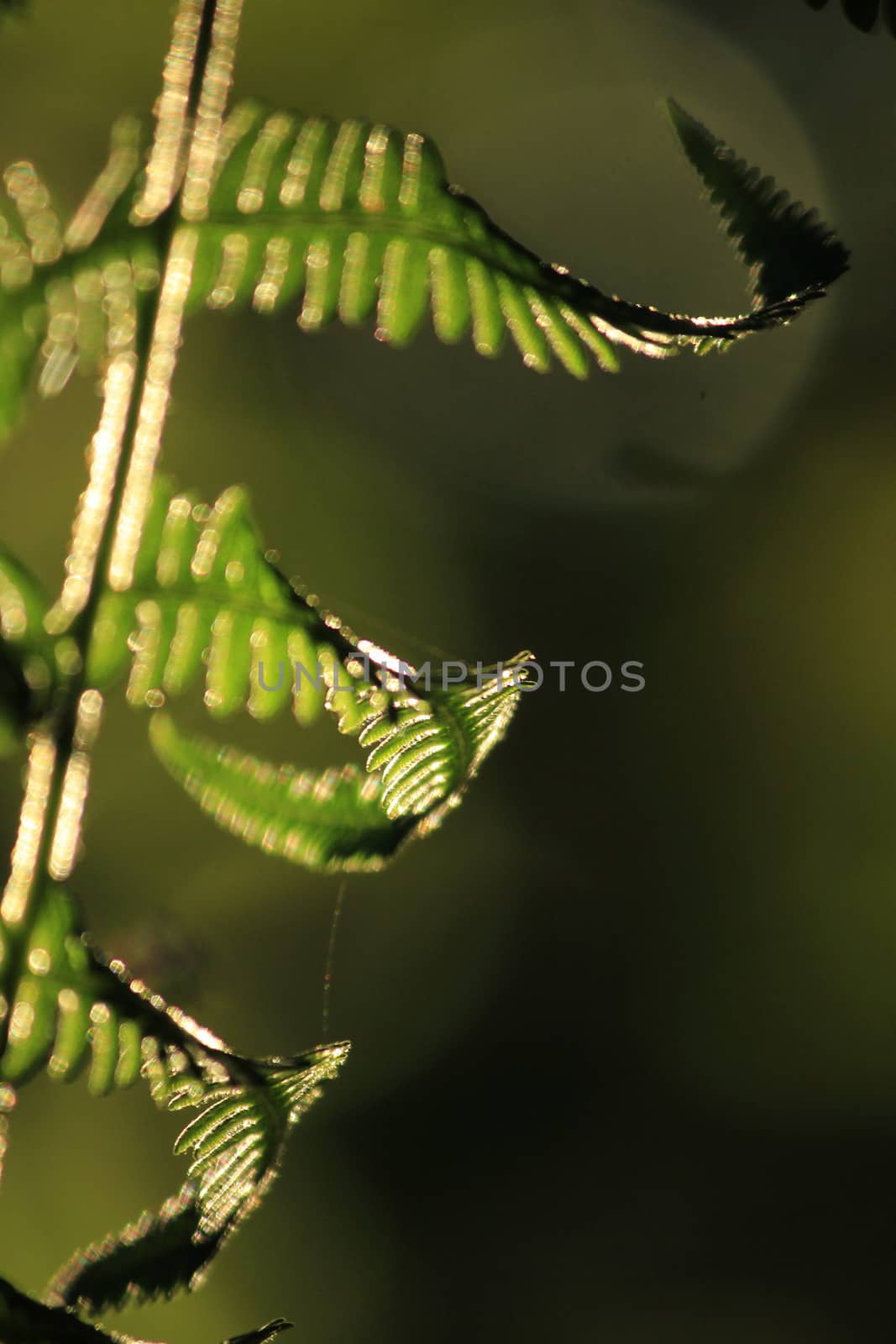 Silhouette leaves fern by Puripatt