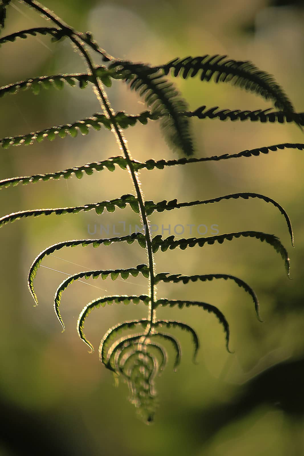 Silhouette leaves fern by Puripatt