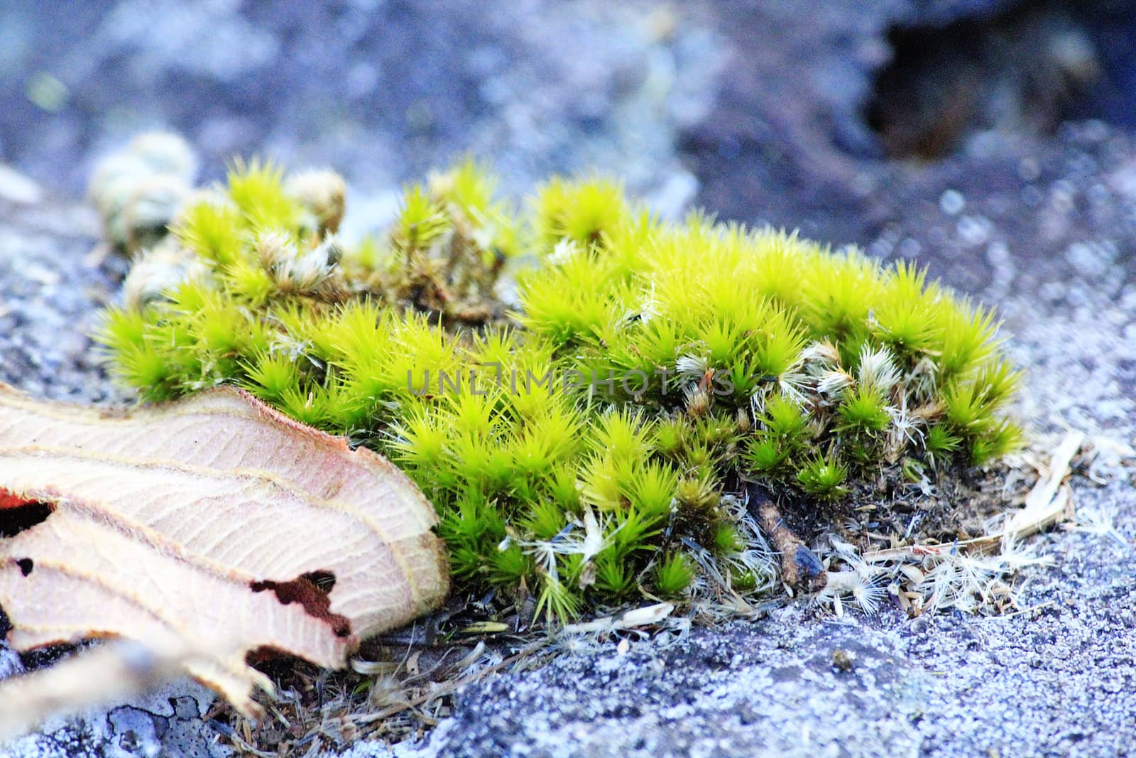 Moss green along the rock  in nature