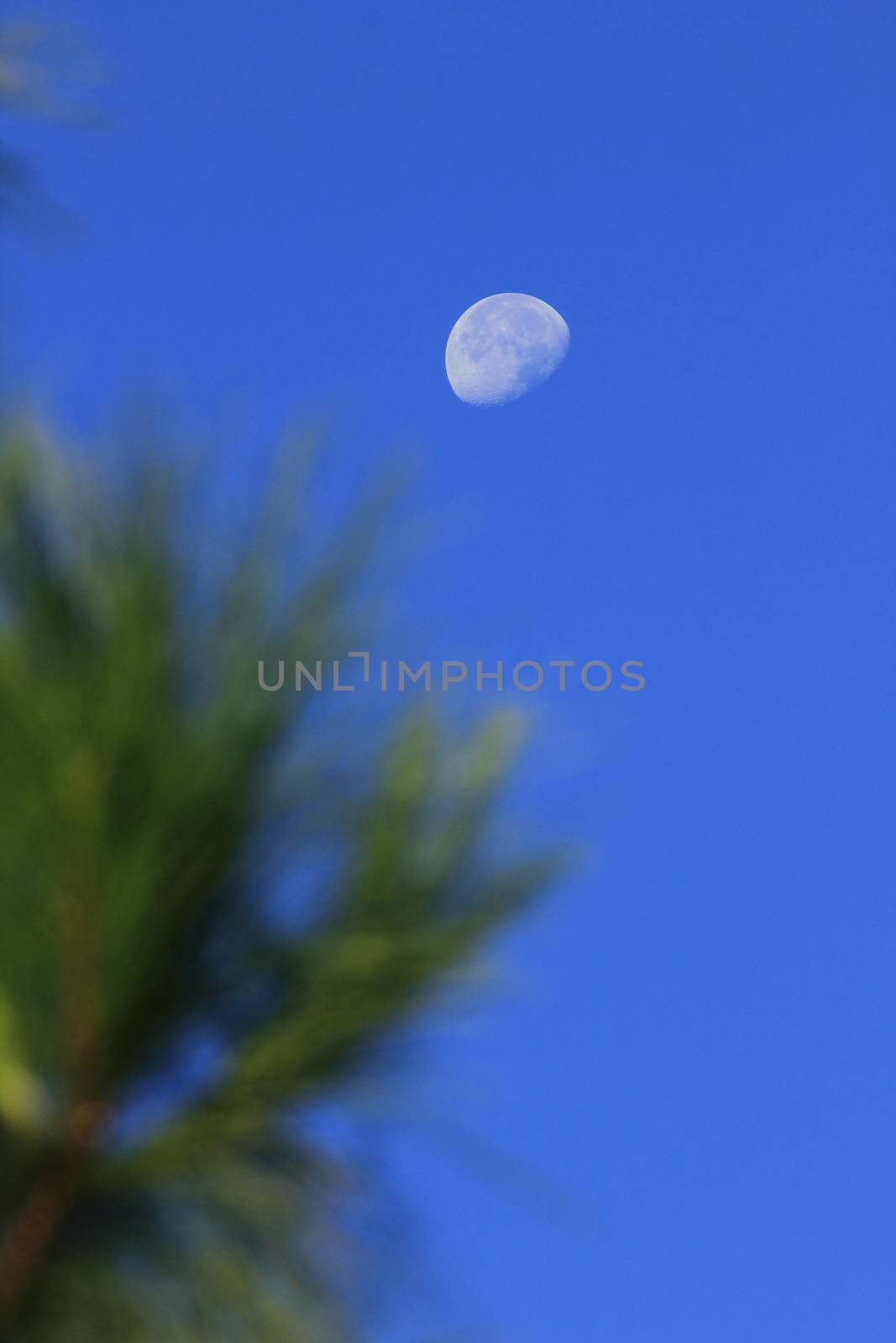 Moon lonely sky by Puripatt