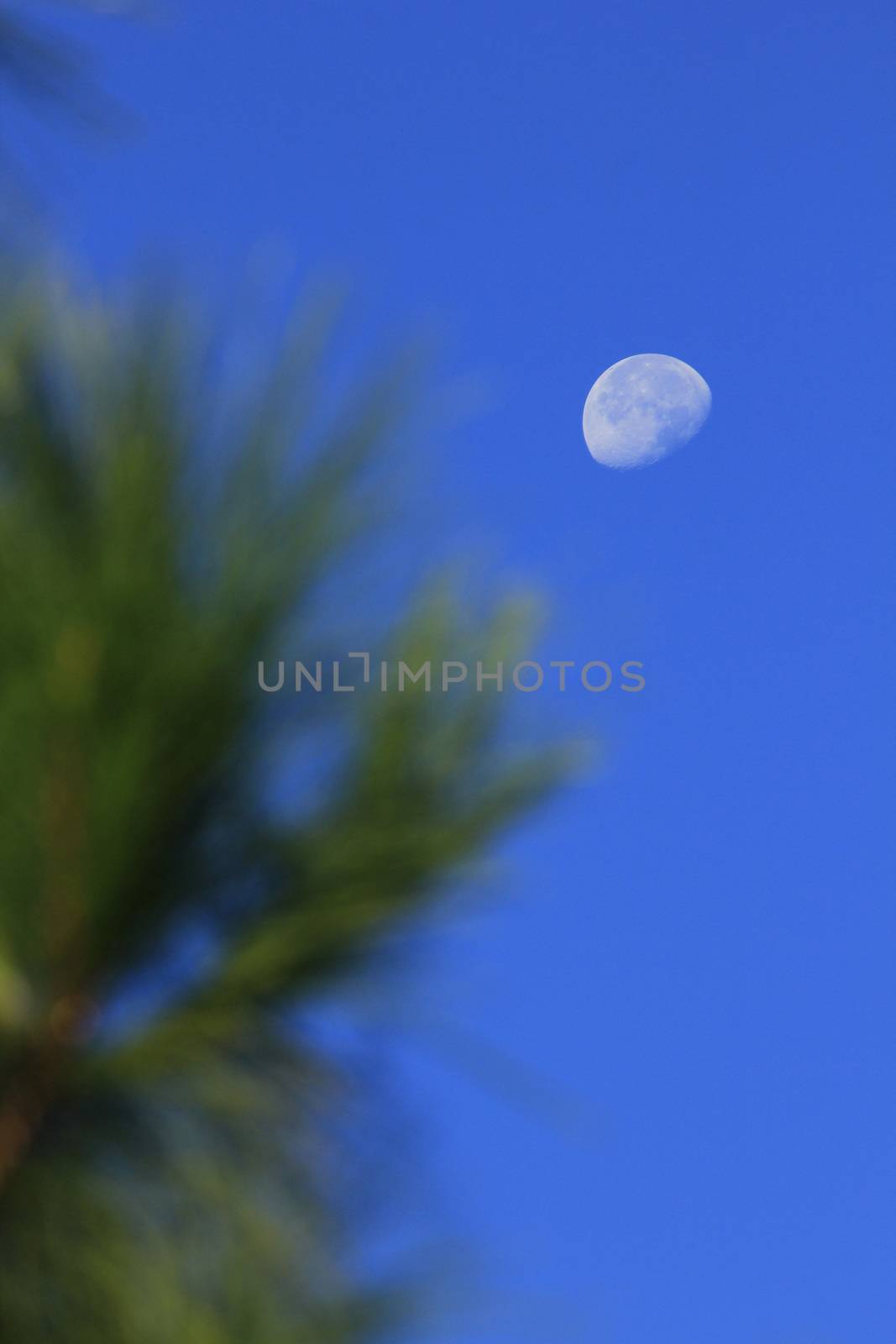 Moon lonely sky by Puripatt
