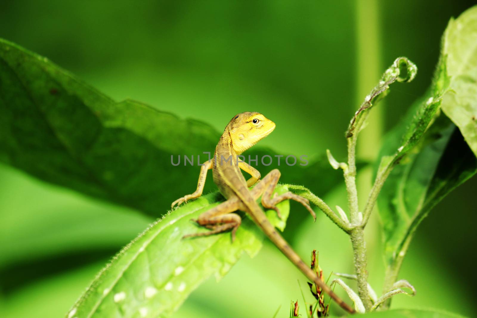 Yellow lizards on the leaves Looking for prey