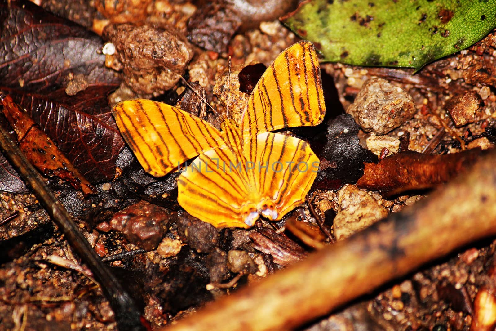 THE WAVY MAPLE Butterfly on wet ground