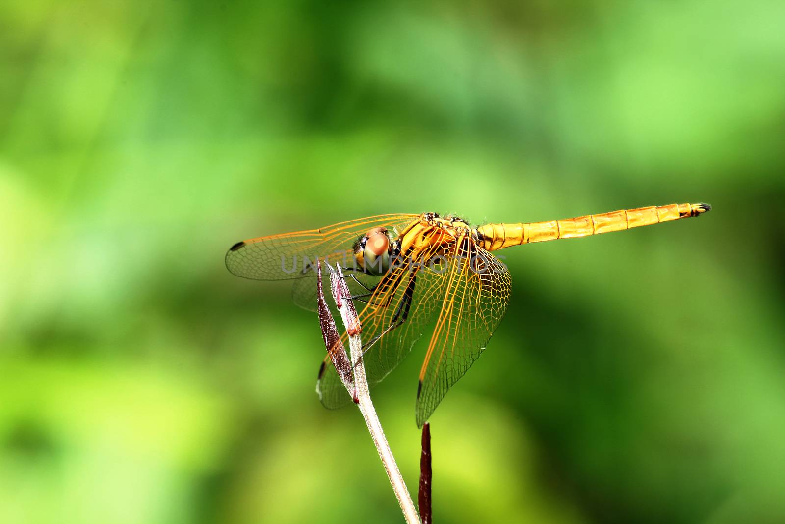 Dragonfly on yellow wings on a branch