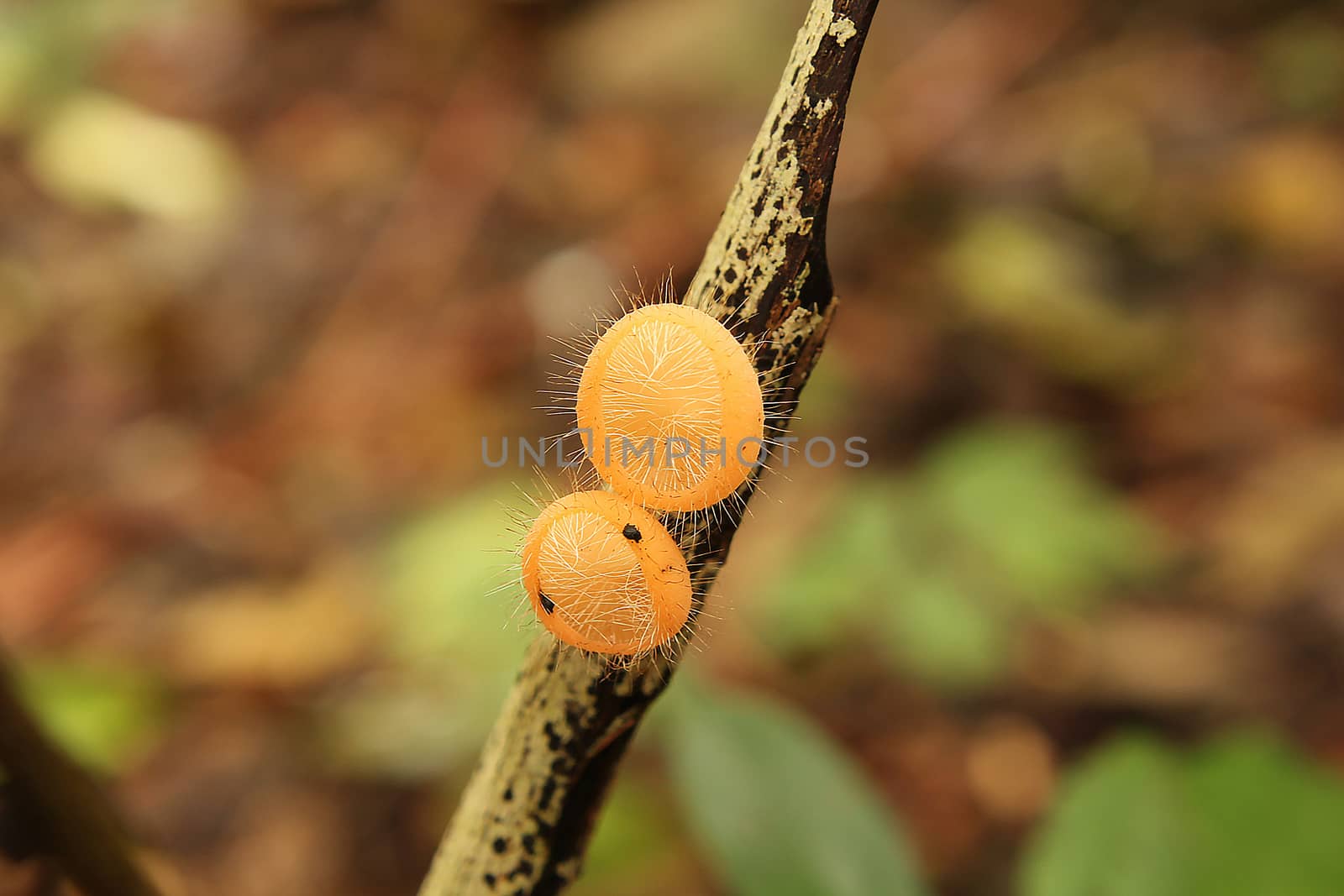 Champagne orange mushrooms on the branches.