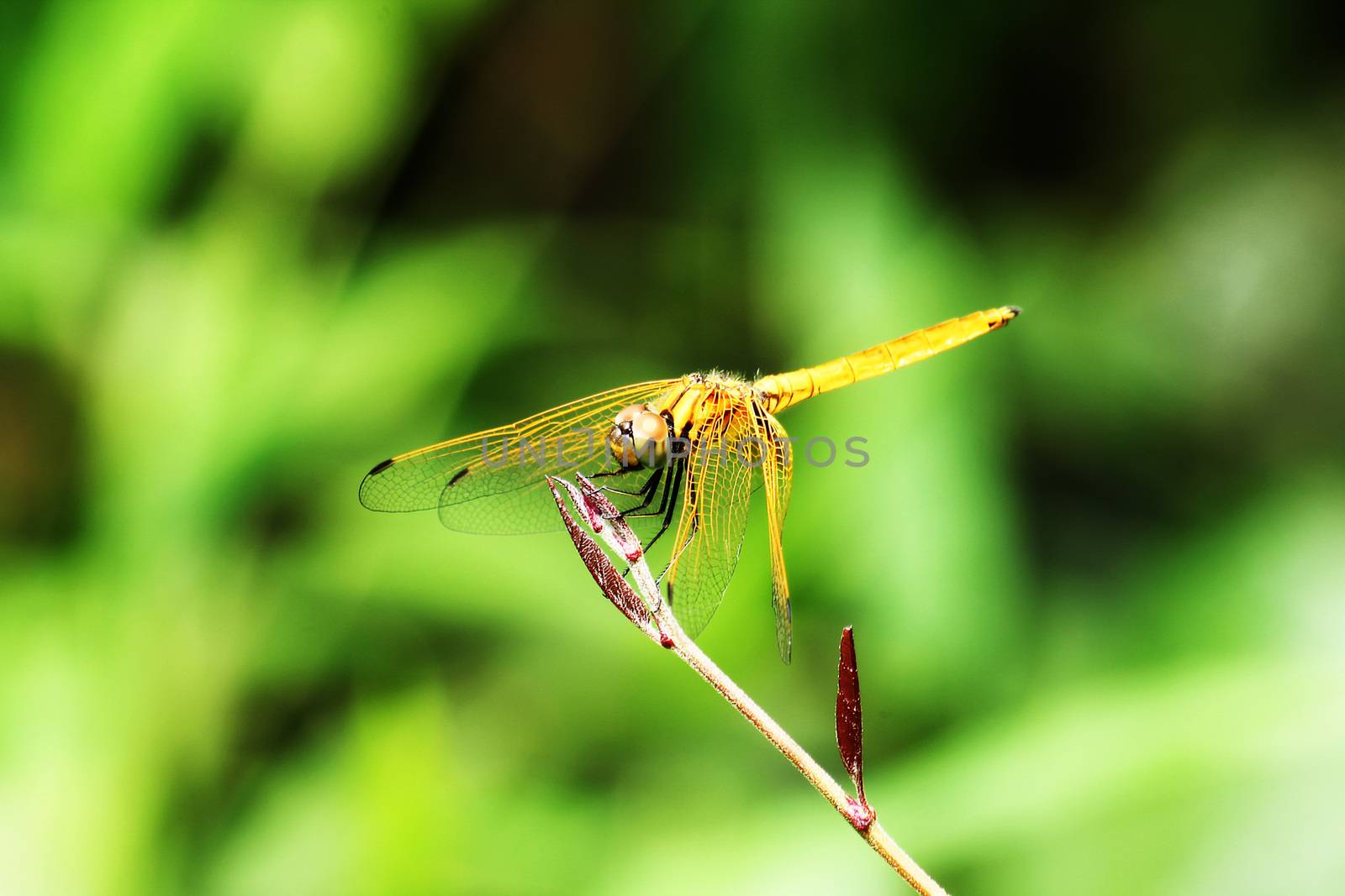 Dragonfly on yellow wings on a branch by Puripatt