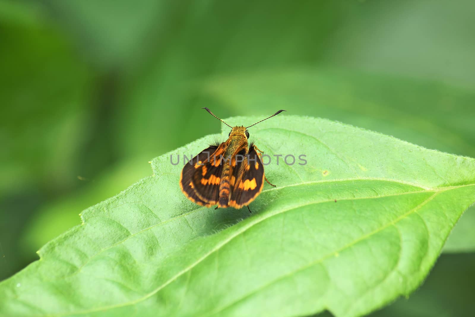 The Zigzag-banded Dart on a leaf by Puripatt