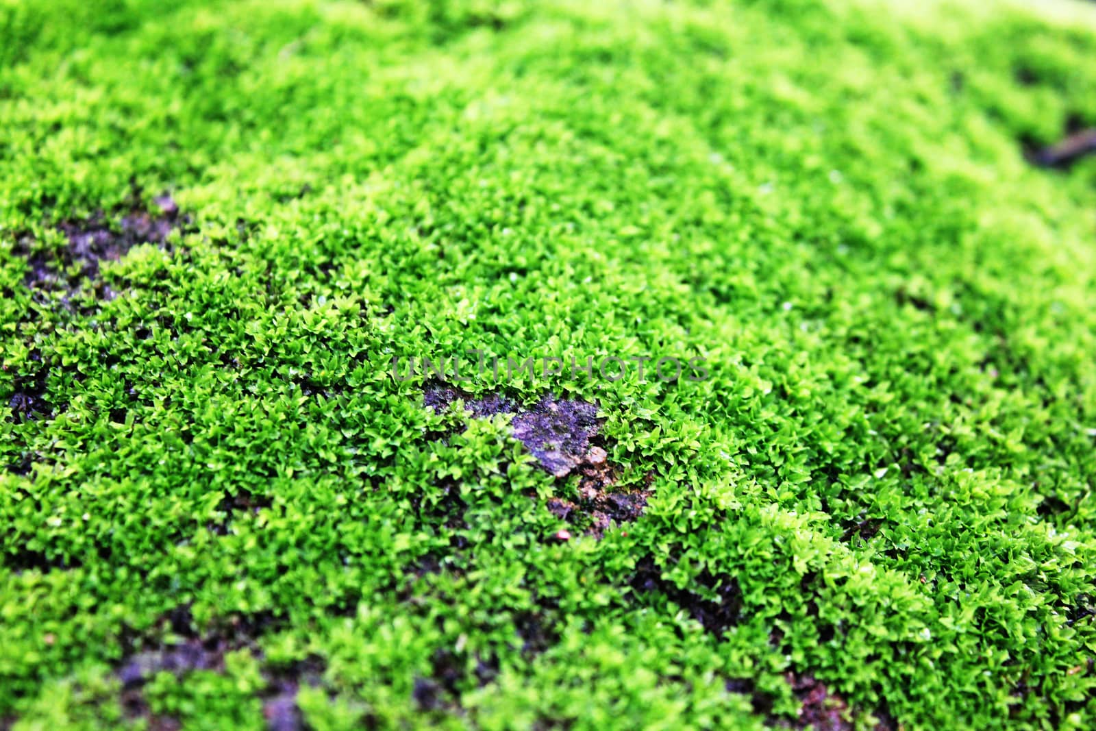 Green moss on the rocks on the ground, growing on humid ground.