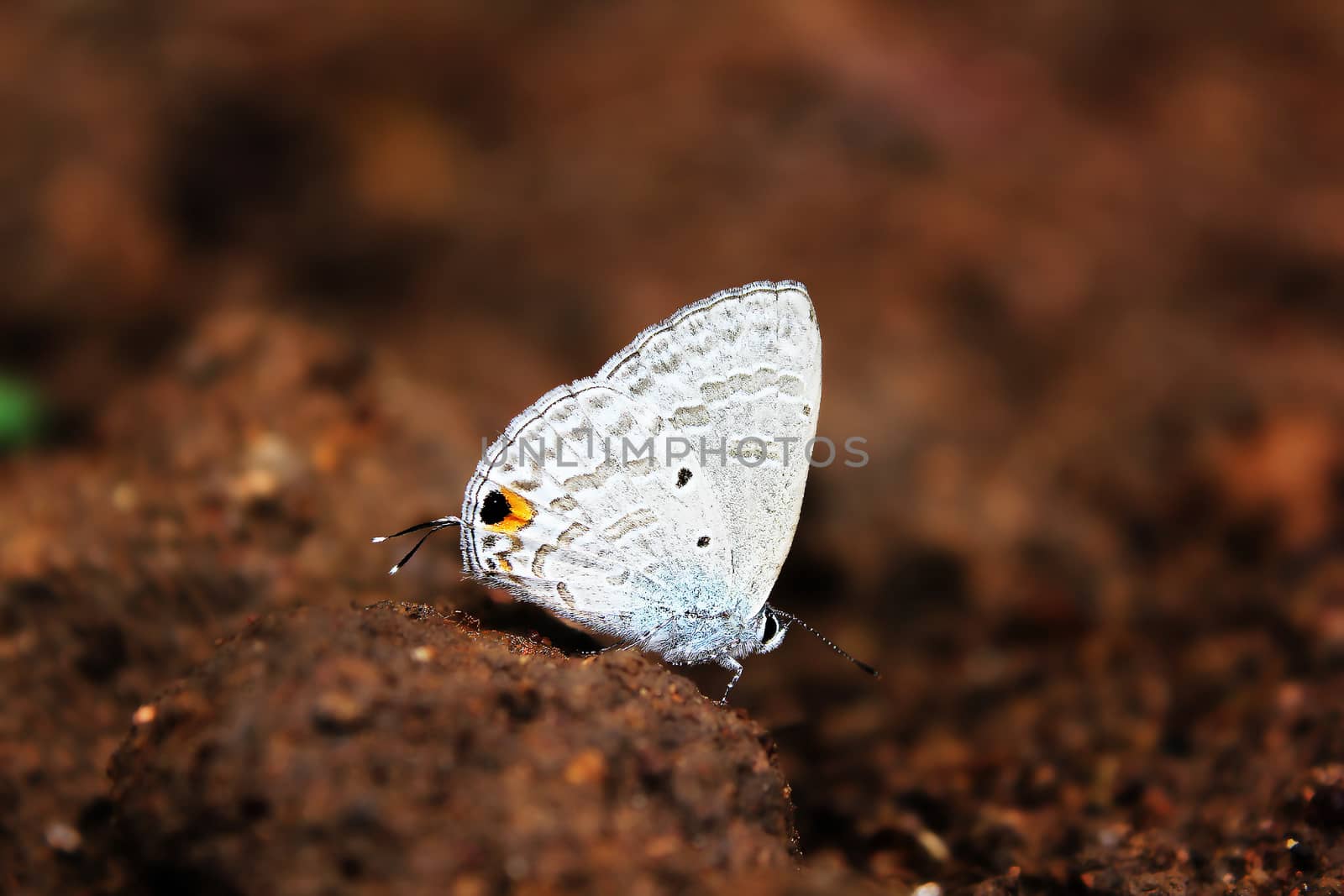 Euchrysops cnejus, the gram blue, is a small butterfly that belongs to the lycaenids or blues family.