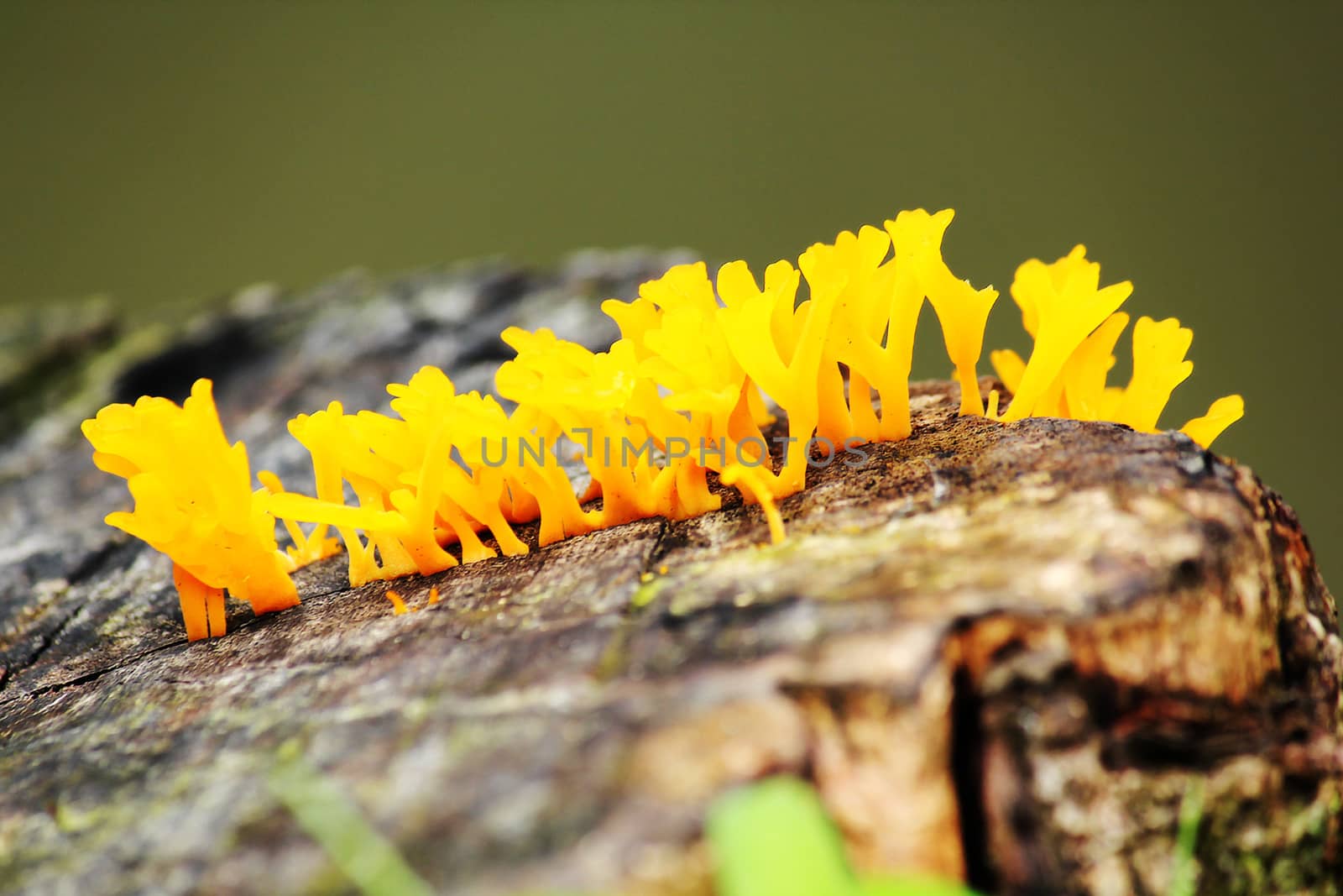 Yellow fungus on the log