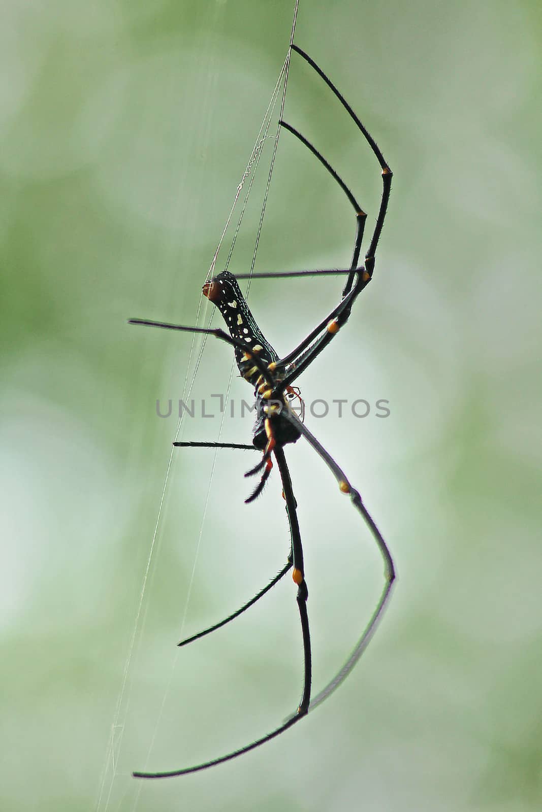 Gaint Long-jawed Orb-weaver by Puripatt