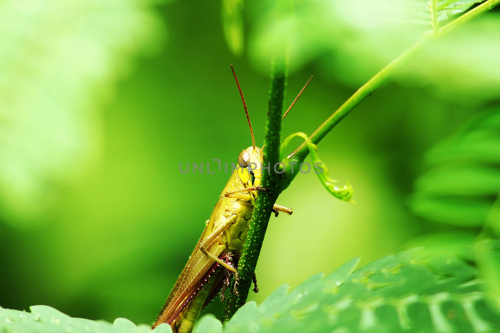 Yellow grasshopper on leaf by Puripatt