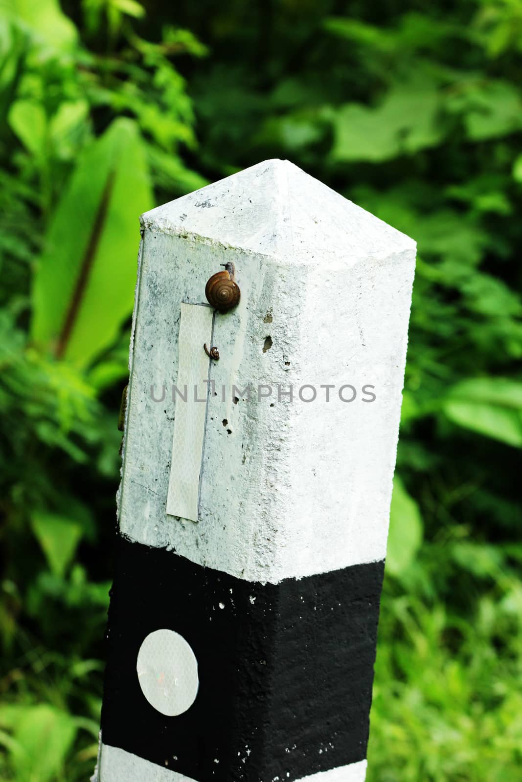 Snail on the pole by Puripatt