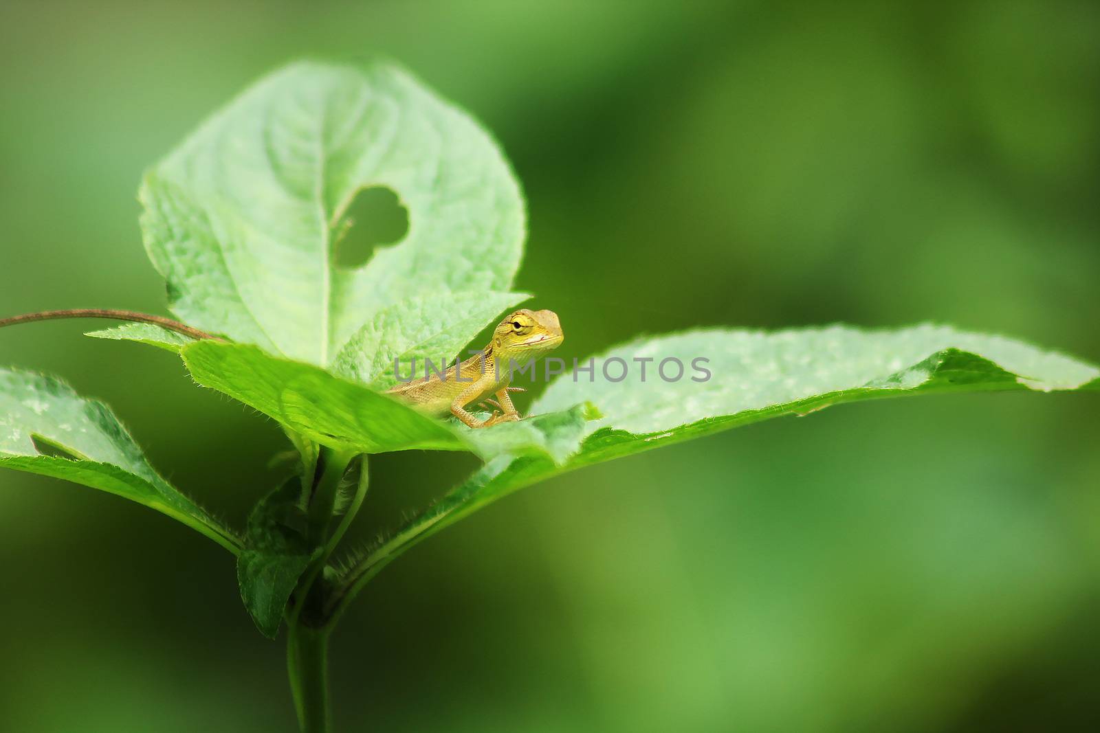 Yellow lizards on the leaves Looking for prey