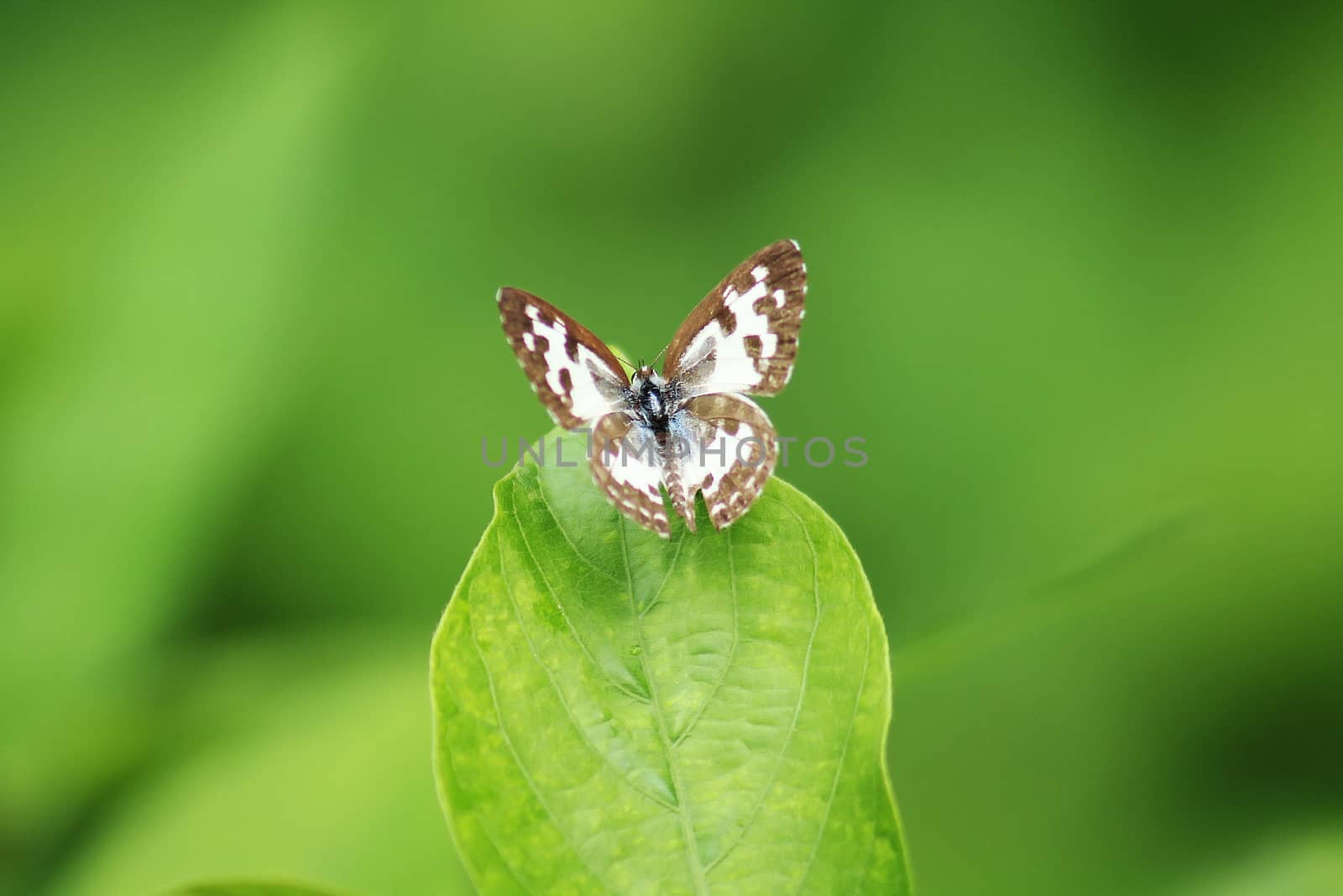 The Common Pierrot Castalius rosimon rosimon Fabricius