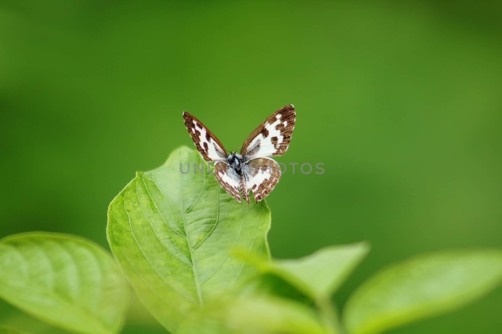 The Common Pierrot Castalius rosimon rosimon Fabricius