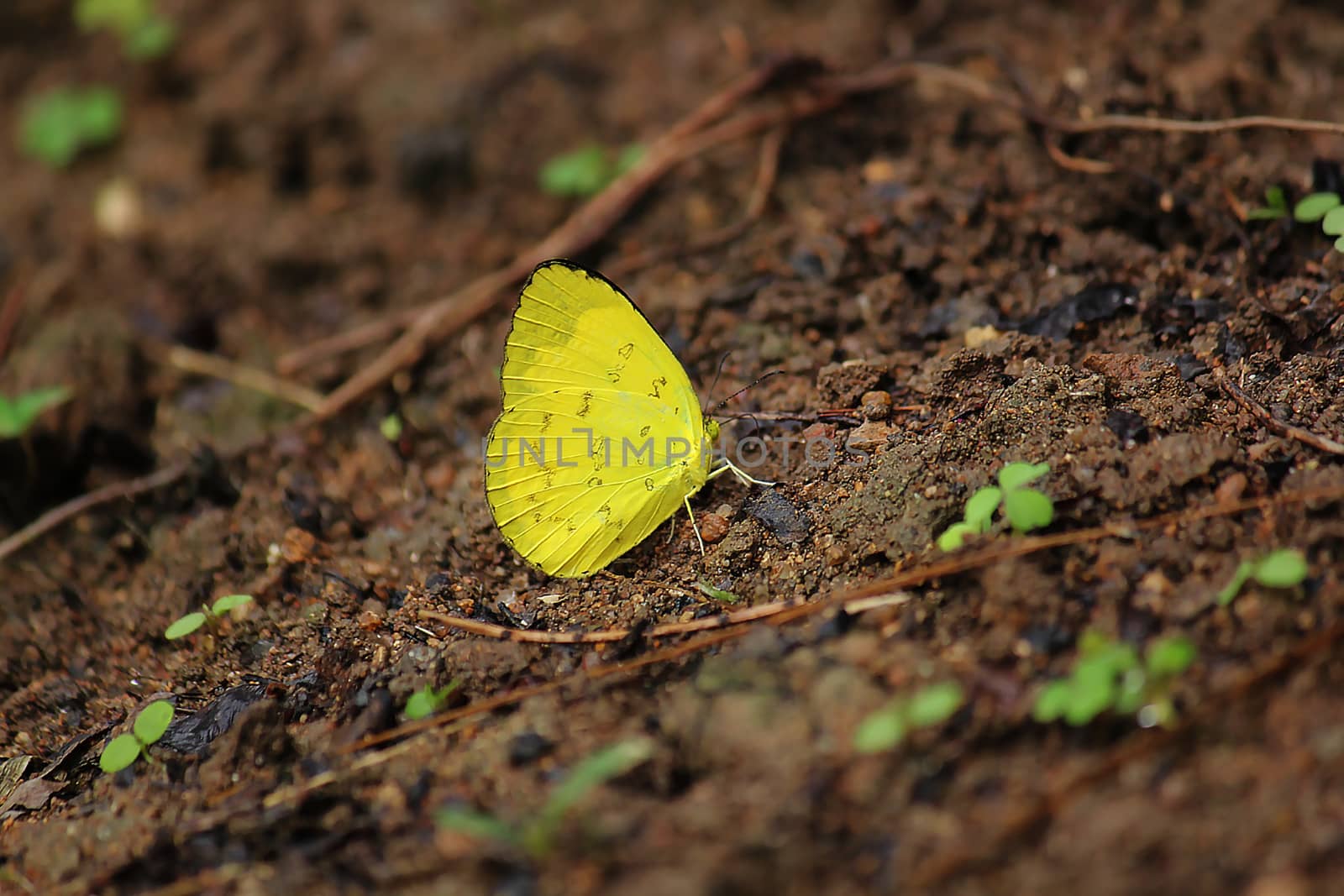 Eurema simulatrix sarinoides on the ground by Puripatt