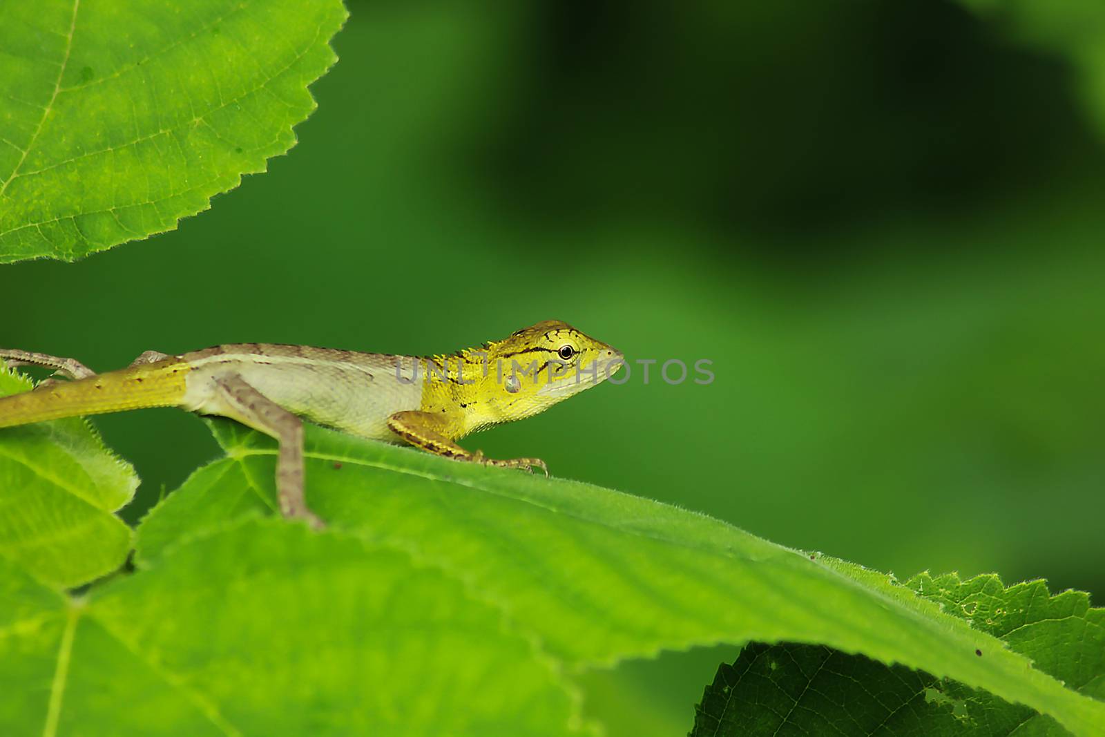 Yellow lizards on the leaves Looking for prey