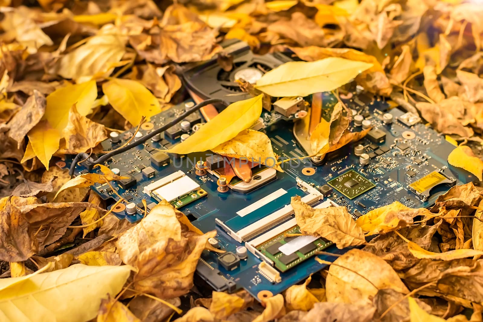 computer motherboard lying on the street in the autumn yellow fallen leaves