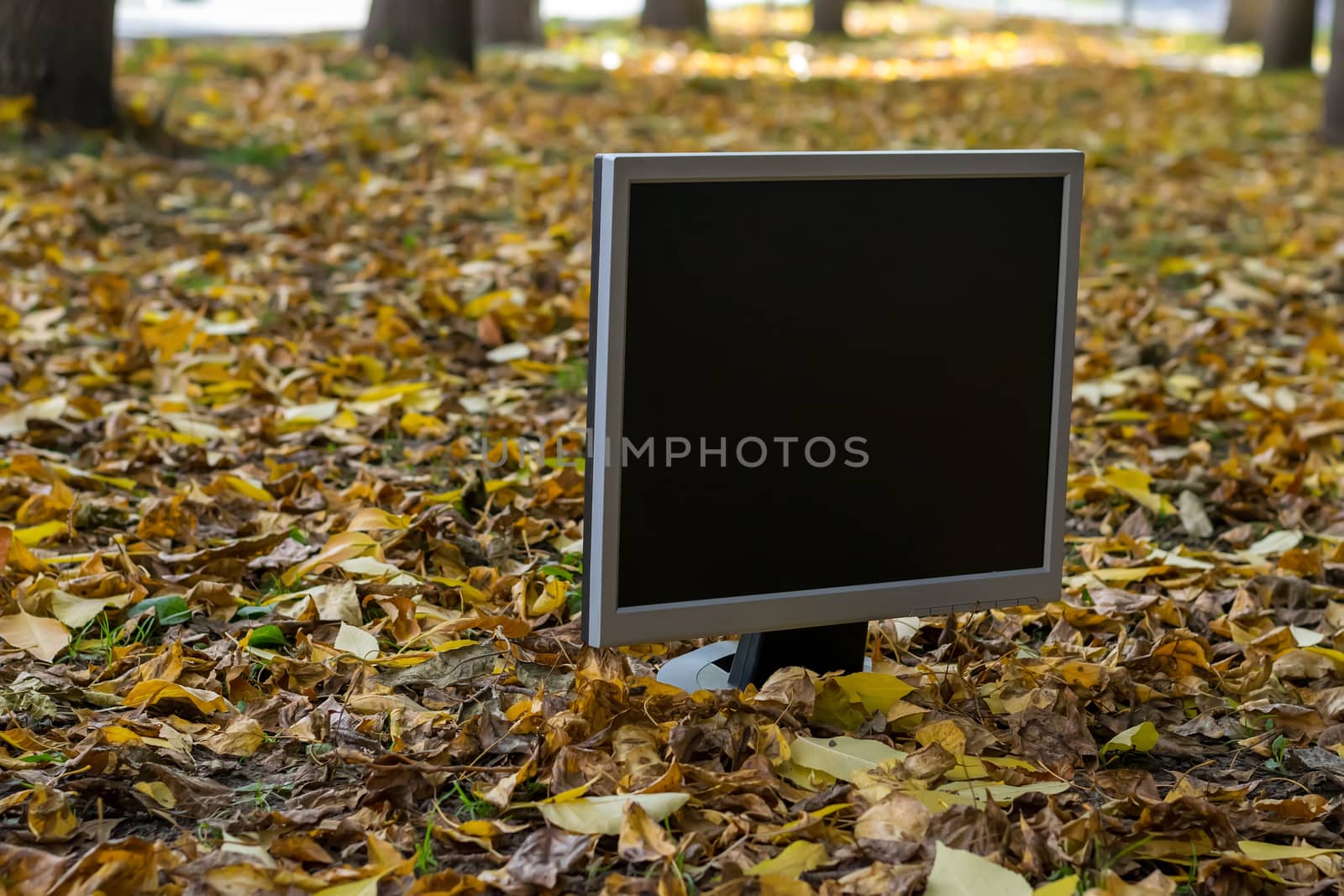 The monitor from the computer is on the autumn yellow foliage by jk3030