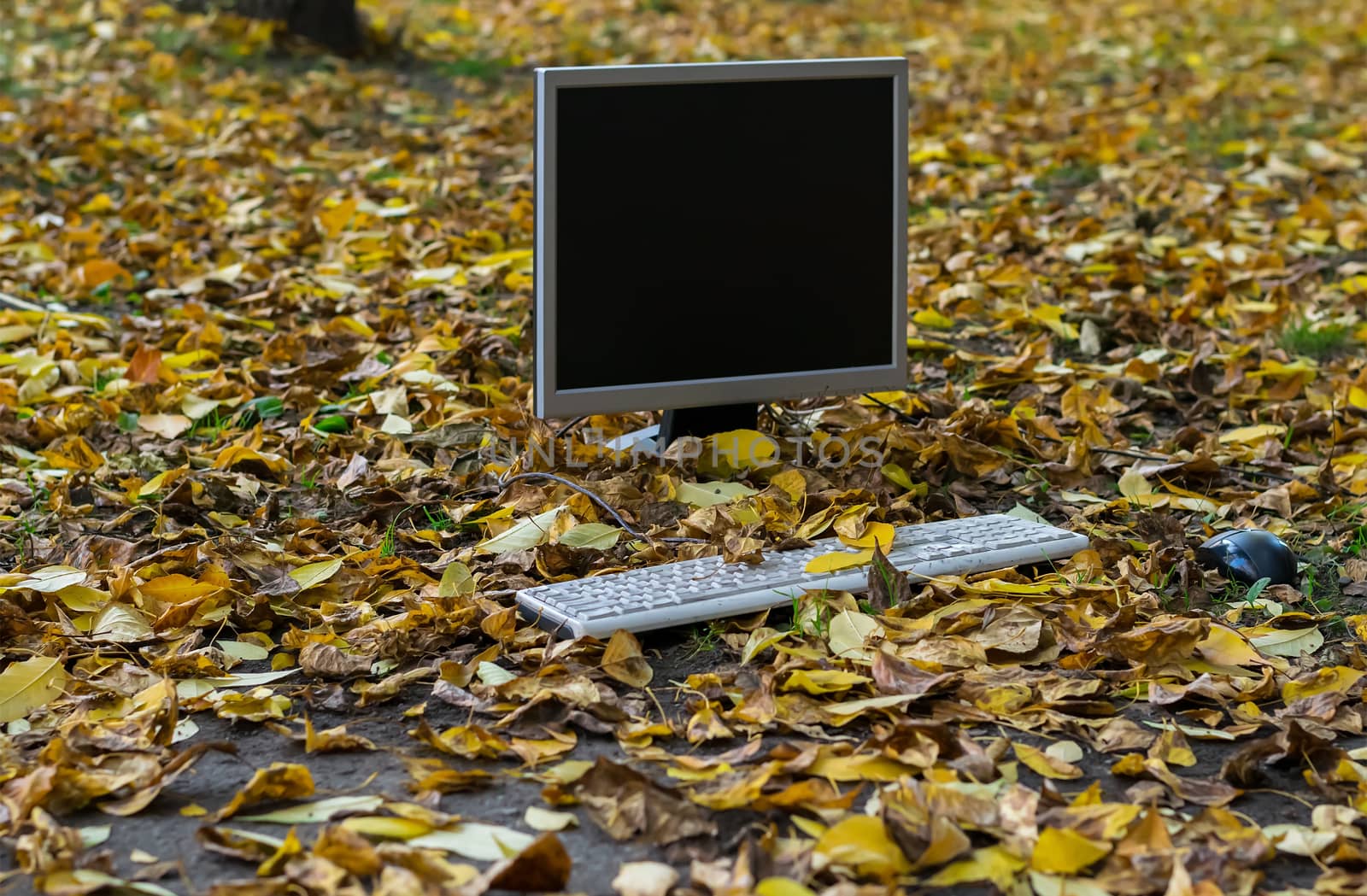 The monitor from the computer is on the autumn yellow foliage by jk3030