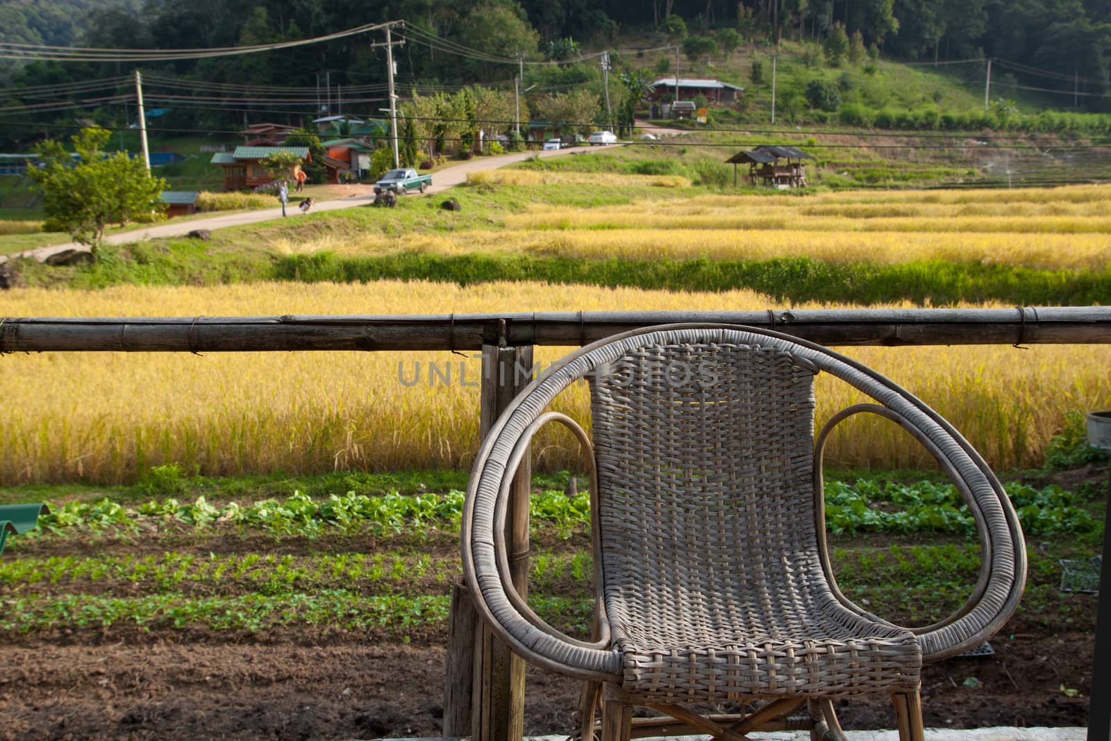 relaxing chair with yellow rice terraces background by asiandelight