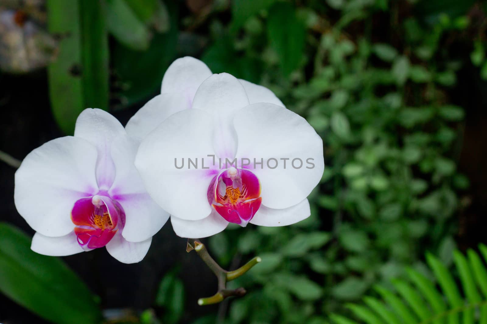 Beautiful white orchid flower in tropical garden. Thai white orchids floral on green leaf background. Selective focus. by asiandelight