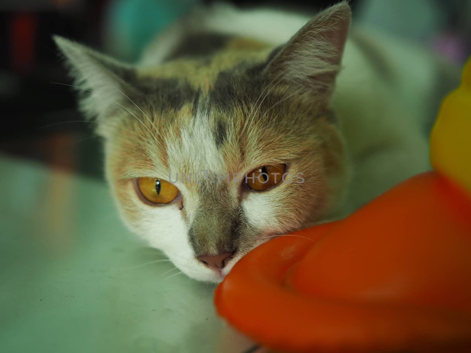 A white cat with yellow eyes is staring at something while lying.