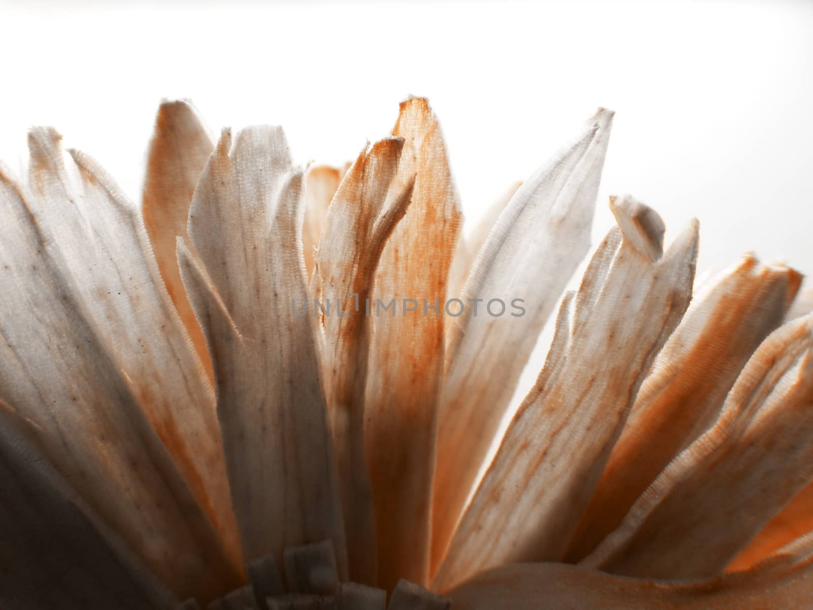 Backlit macro shot photo of a dried fake colored paper flower by robbyfontanesi