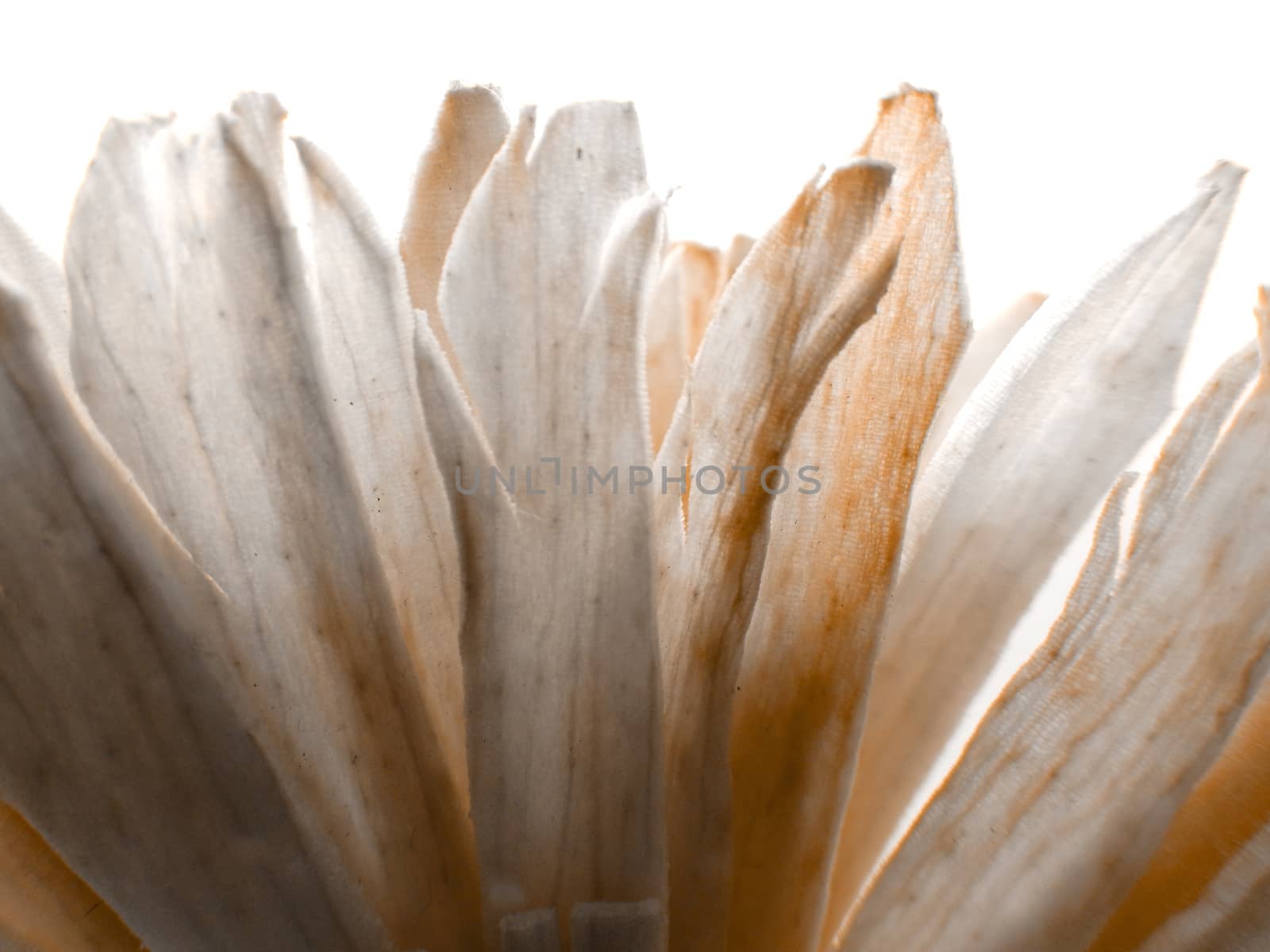 Backlit macro shot photo of a dried fake colored paper flower by robbyfontanesi