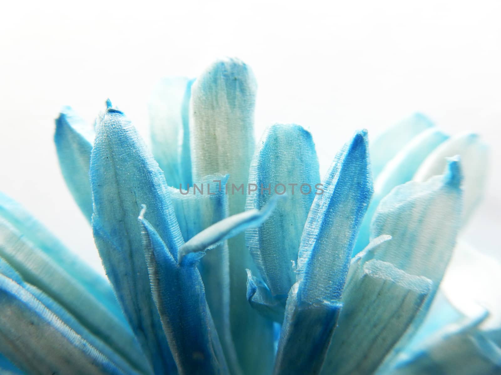 Backlit macro shot photo of a dried fake colored paper flower by robbyfontanesi