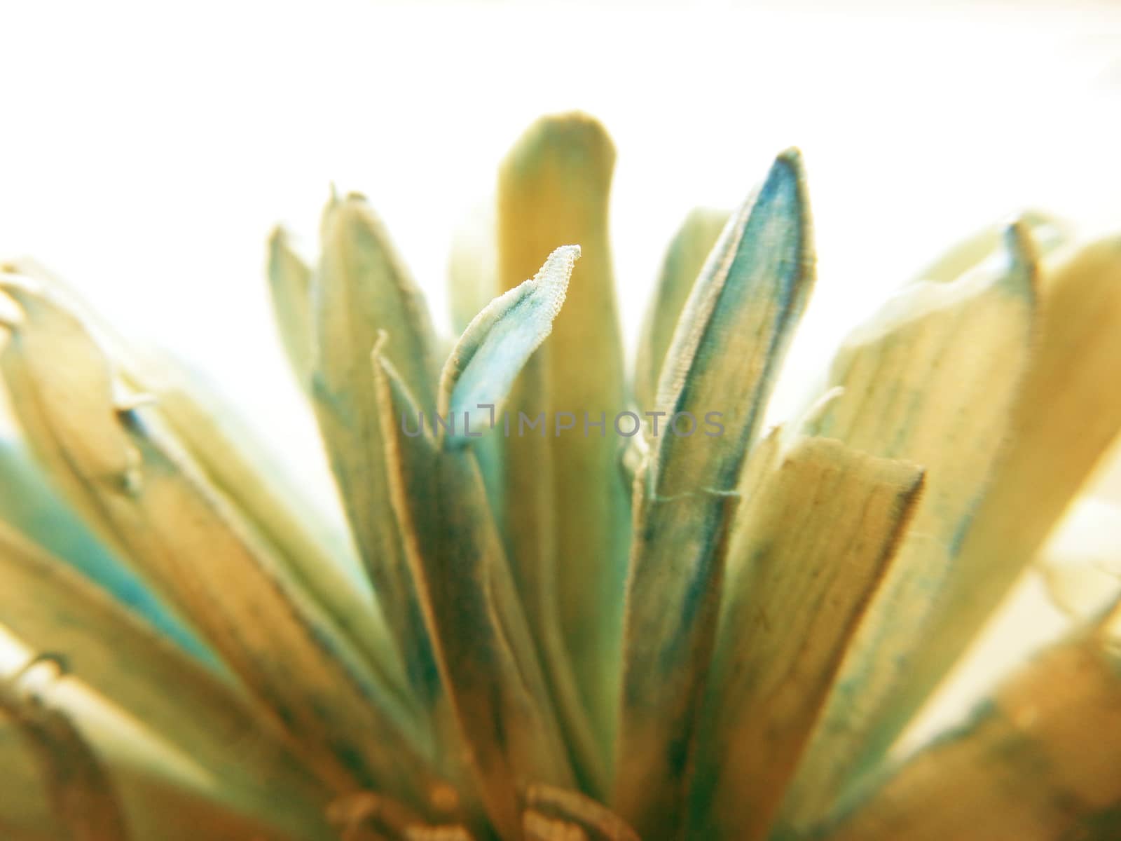 Backlit macro shot photo of a dried fake colored paper flower