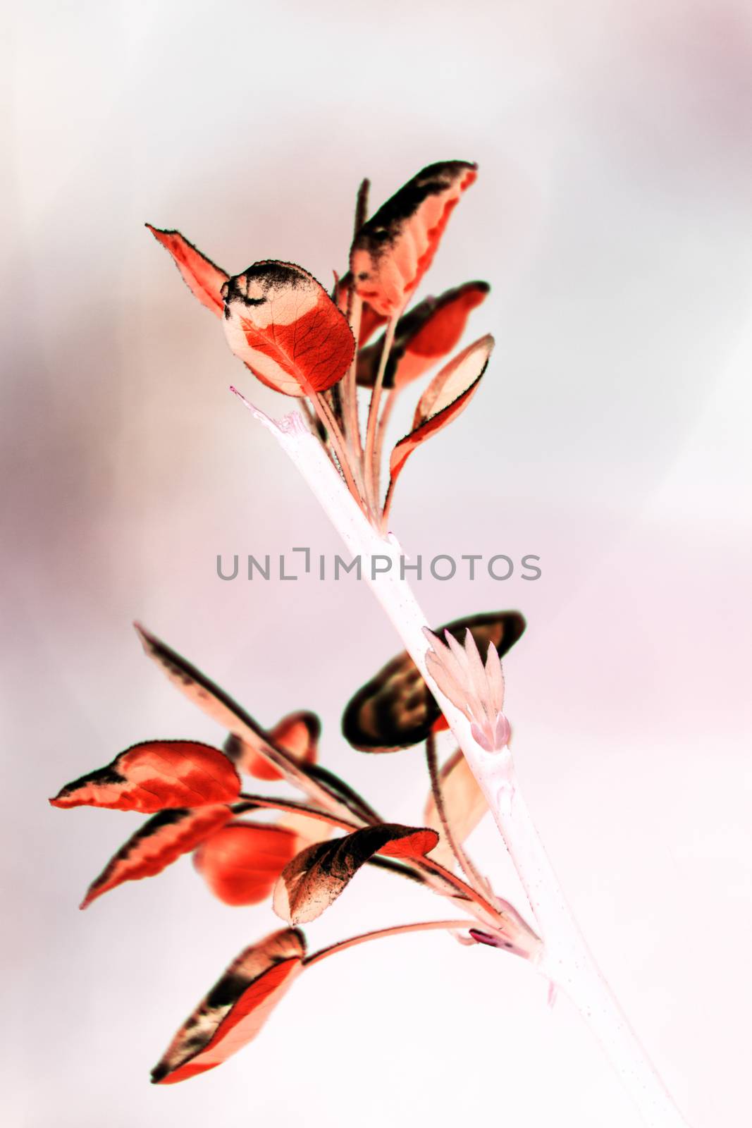Artistic colored photo creation from photo shot of a branch with leaf sprouts in japan style