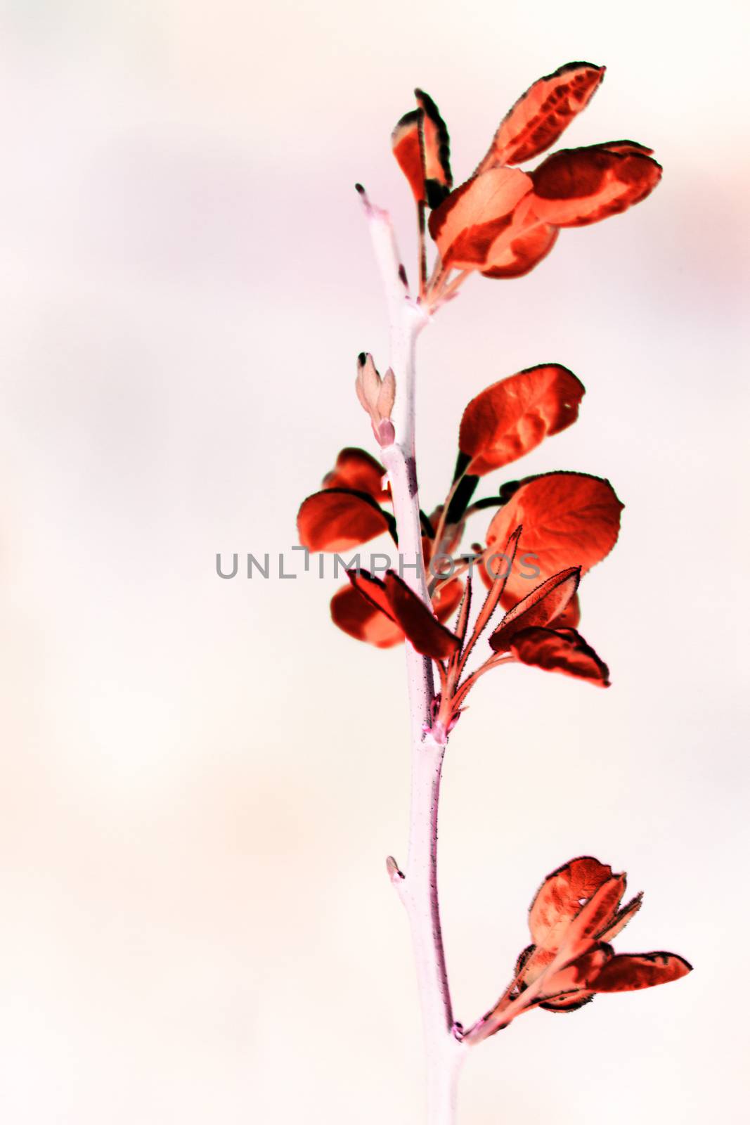 Artistic colored photo creation from photo shot of a branch with leaf sprouts in japan style by robbyfontanesi