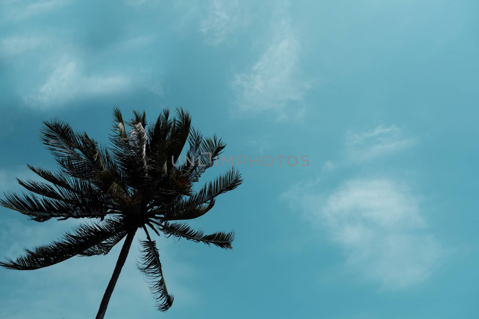 coconut palm tree and sky on beach. Vintage palm on beach in sum by Kingsman911