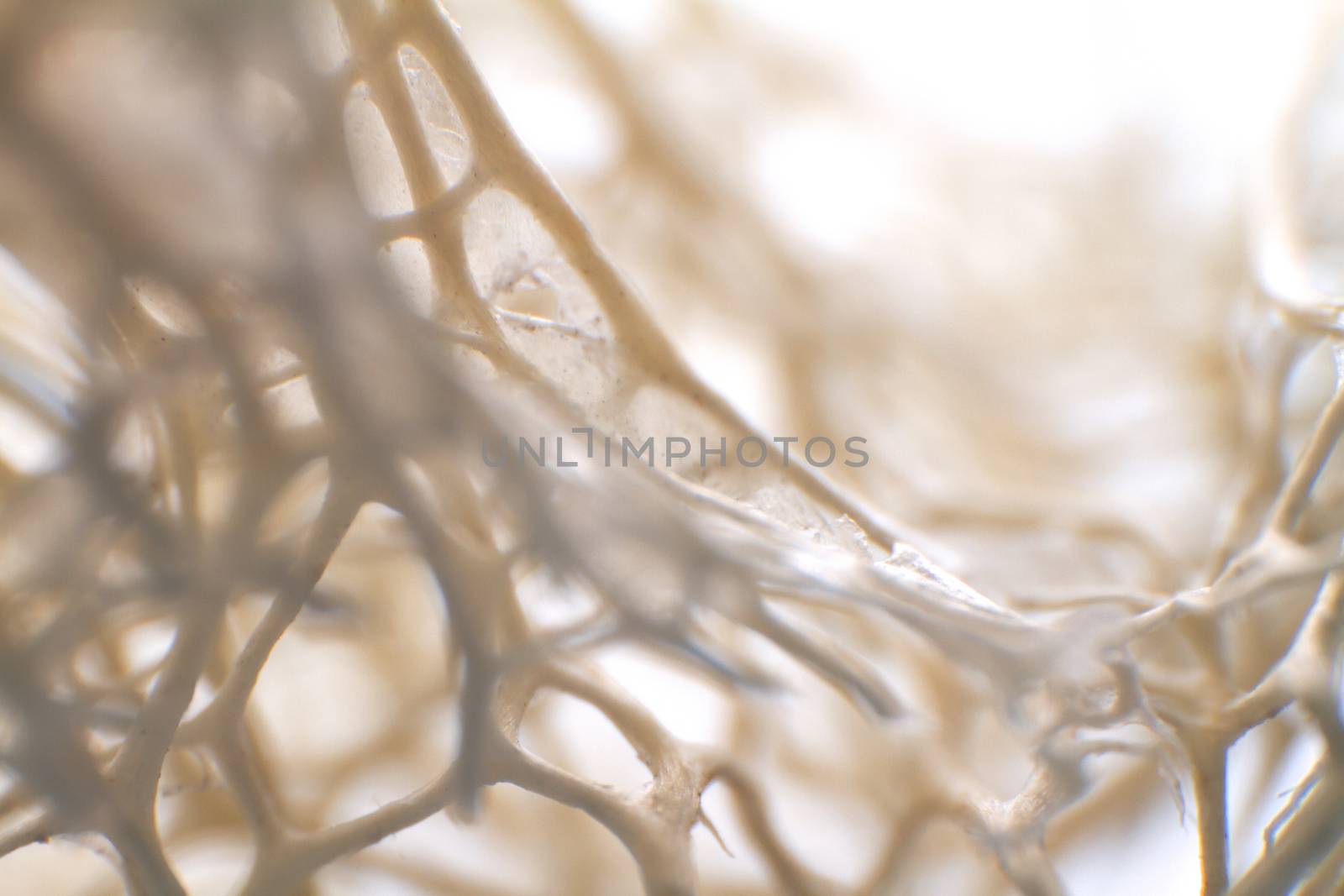 Artistic colored background creation from macro photo shot of dried sea sponge by robbyfontanesi