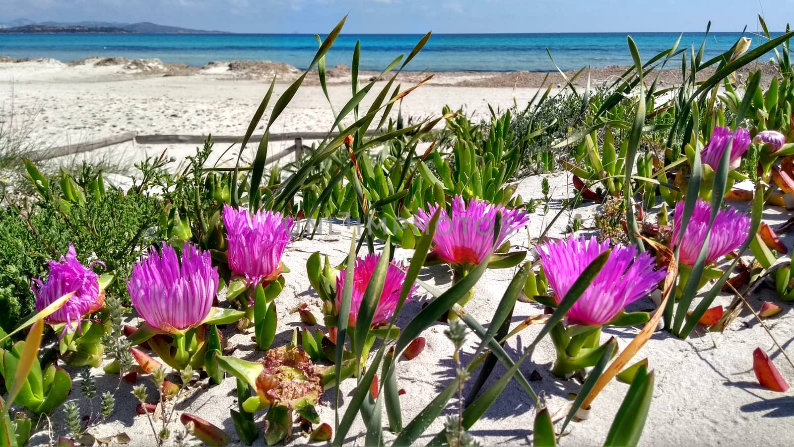 Closeup of Carpobrotus Edulis (Hottentot-fig) fuchsia flowers on by robbyfontanesi