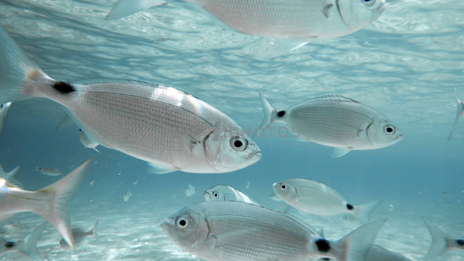 Saddled seabream (Oblada melanura) herd of fish seen from underwater in the crystal blue sea with one of them in the foreground that seems to be looking at the camera