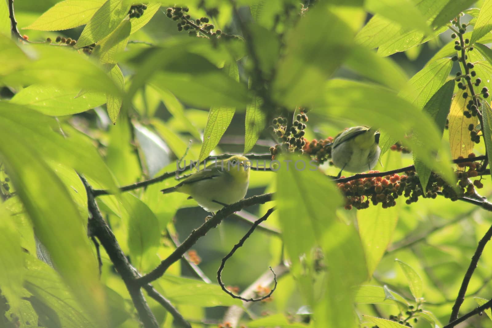 Little yellow bird on a branch.