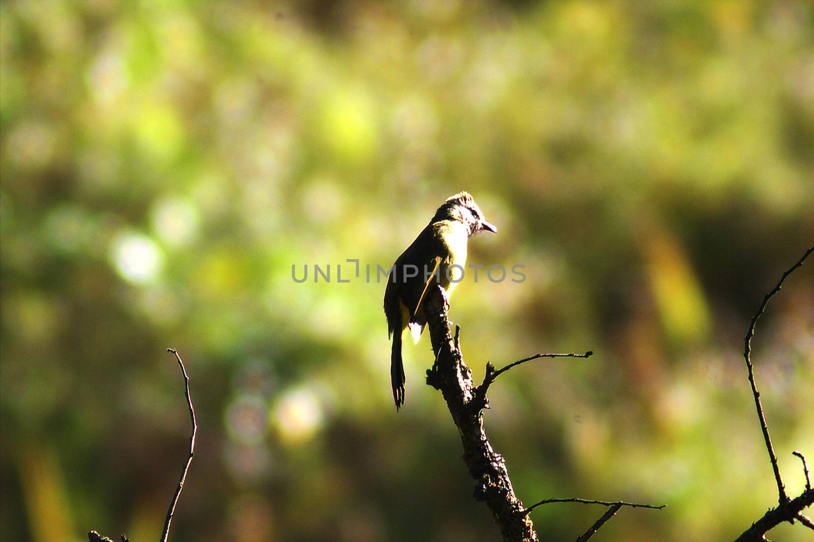 Small Sunbird on a branch